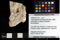 Foto (Objket + Etiketten) von Cracensigillatus acutirostris (Moericke, 1889) 